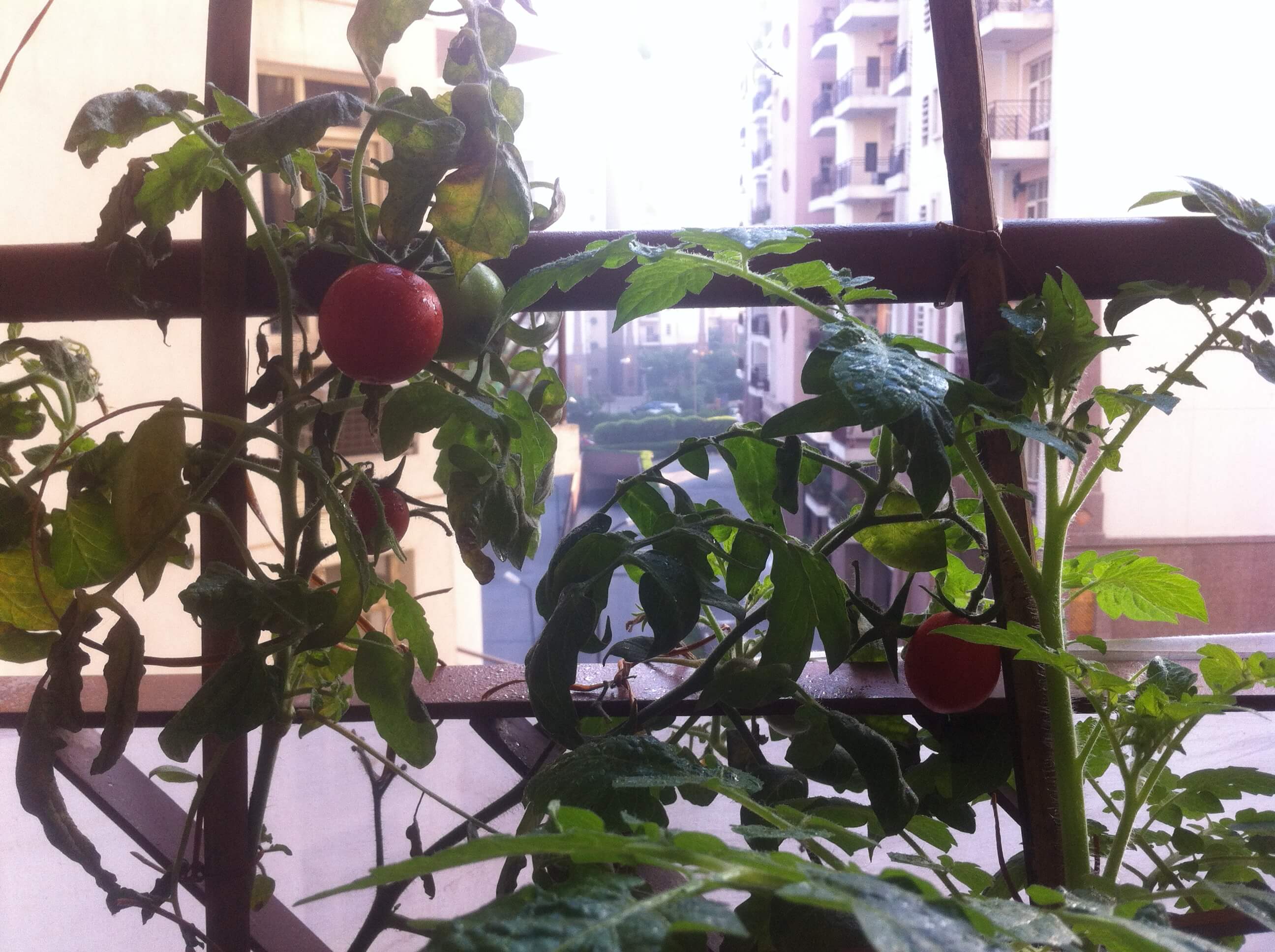 Three ripe tomatoes on a vine.
